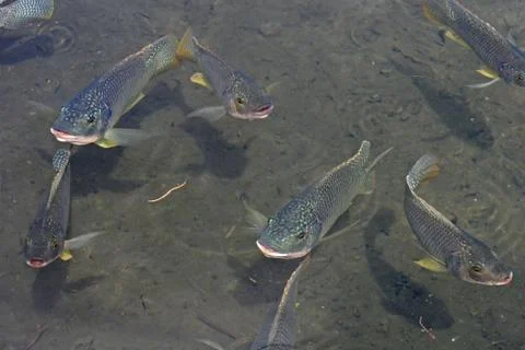 Swimming fish Stock Photos