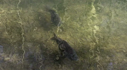 Swimming fish in a pond Stock Footage 36347917