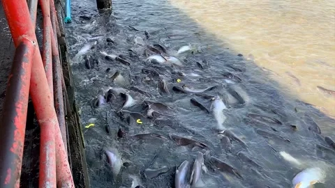 Swimming Fish in river Stock Footage 317498792