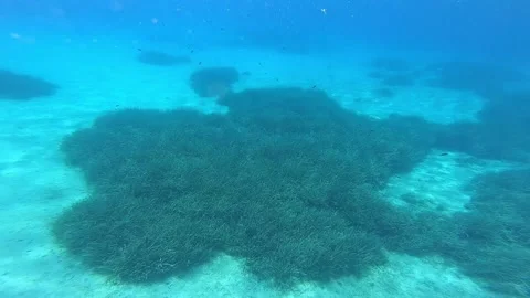 Swimming with fish underwater in Bodrum Stock Footage 172012672