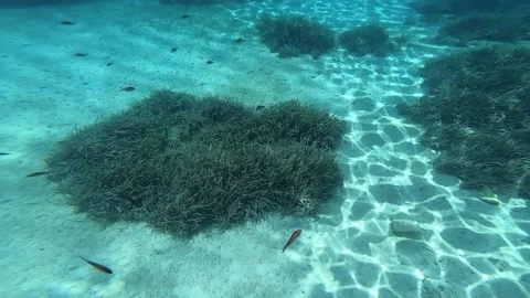 Swimming with fish underwater in Bodrum Stock Footage 172012673