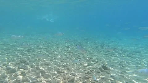 Swimming with fish underwater in Bodrum Stock Footage 172014908