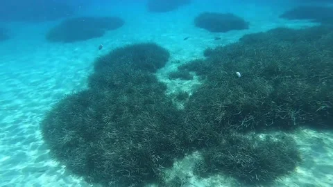 Swimming with fish underwater Stock Footage 172012627