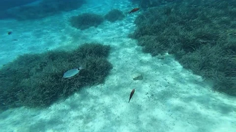 Swimming with fish underwater Stock Footage 172012631