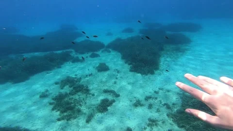 Swimming with fish underwater Stock Footage 172012835