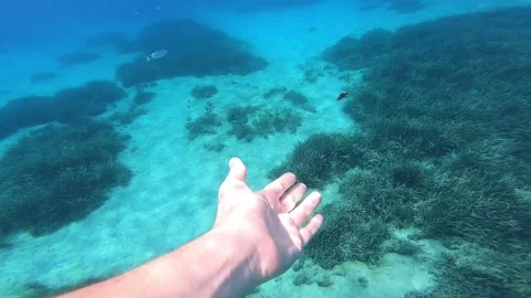 Swimming with fish underwater Stock Footage 172012855