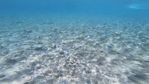 Swimming with fish underwater Stock Footage 172014810