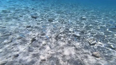 Swimming with fish underwater Stock Footage 172014834