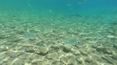 Swimming with fish underwater Stock Footage 172014868