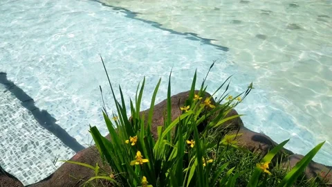 Swimming Stock Footage 243852325