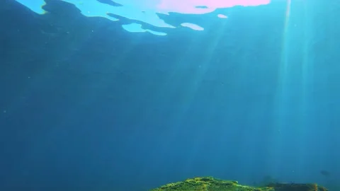 Swimming forward view of look out to green and brown table branching digitate St Stock Footage 238498567