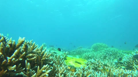 Swimming forward view of look out to brown digitate Staghorn corals with blue Da Stock Footage 238499738