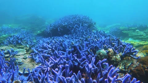 Swimming forward view of look out to blue lavender finger branching Staghorn cor Stock Footage 238500268