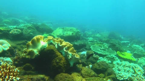 Swimming forward view of look out to green and brown table branching and digitat Stock Footage 238504913