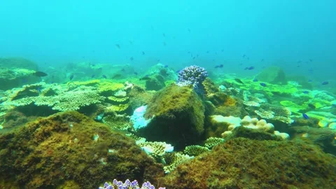 Swimming forward view of look out to green and brown table branching and digitat Stock Footage 238504942
