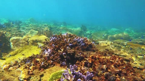 Swimming forward view of look out to stress unhealthy blue lavender finger branc Stock Footage 240485533