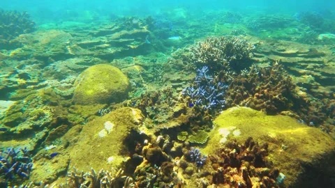 Swimming forward view of look out to blue lavender finger branching Staghorn wit Stock Footage 240485538