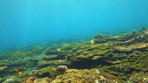 Swimming forward view of look out to green and brown table branching and digitat Stock Footage 240485543