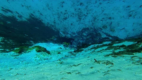 Swimming in a freshwater spring Stock Footage 180514064