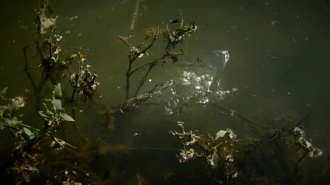 Swimming frog in slow motion 스톡 동영상 221092672