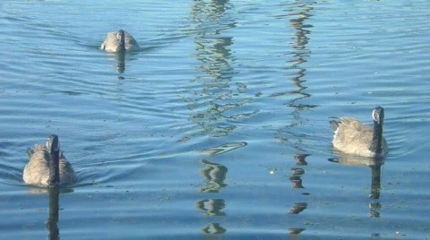 Swimming Geese Video stock 829499