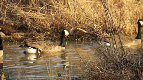 Swimming Geese Stock Footage 34283089
