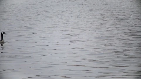 Swimming Geese Video stock 91847618