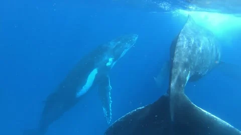 Swimming With Giants Exploring Humpback Whales Underwater in Tonga Stock Footage 327098278