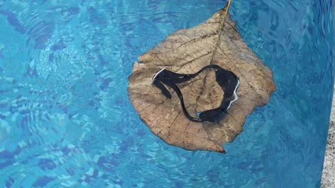 Swimming goggles kept on dried leaf floating on blue wavy pool background Stock Footage 238847344