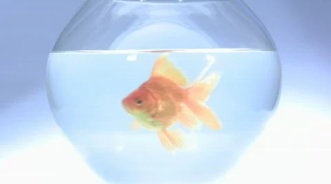 Swimming Gold Fish Stockbeeldmateriaal 542893
