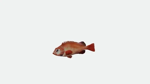 The swimming goldfish from the angle of the armpit in the white backdrop Video stock 246731043