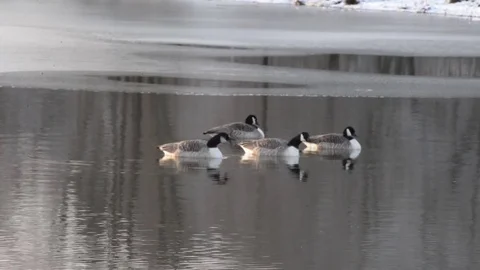 Swimming gooses Stock Footage 84031282