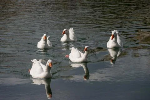 Swimming gooses Stock Photos