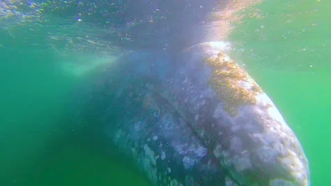 Swimming with a gray whale Stock Footage 154328242