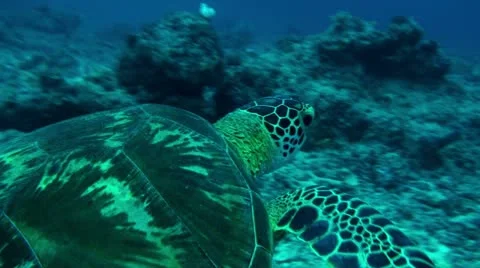 Swimming with green turtle 2-Apple ProRes 422 (HQ) Stock Footage 14048443