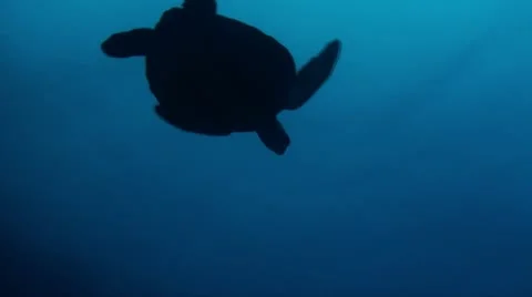 Swimming with green turtle 3-Apple ProRes 422 (HQ) Stock Footage 13911121