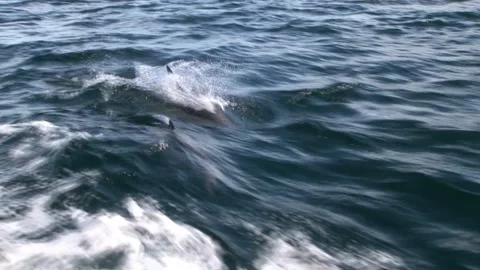 Swimming Group Of Dolphins Video stock 170358467