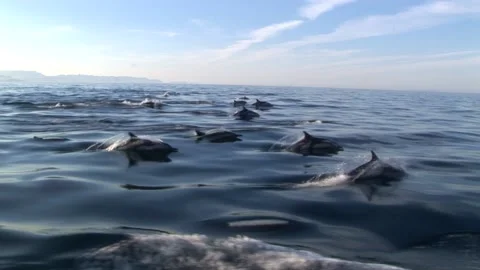 Swimming Group Of Dolphins Video stock 170358538