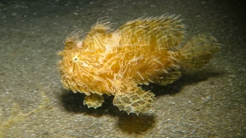 Swimming hairy frogfish on the sandy bottom. Vídeo Stock 90803736