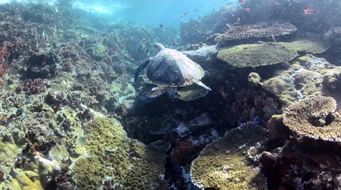 Swimming Hawksbill Turtle Stock Footage 64378913