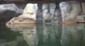 Swimming hippopotamus with head at water surface HD Footage