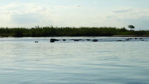 Swimming hippos in the river Video stock 84661009