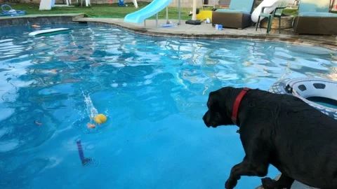 Swimming Hound in pool Video stock 153562126