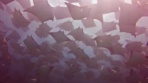 Swimming with a huge school of Mobula Rays in the Sea of Cortez Stock Footage 137492308