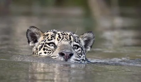 Swimming Jaguar in the river.  Front view. Panthera onca. Natural habitat. Cu Stock Photos