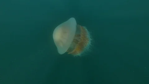Swimming jellyfish Stock Footage 108711780