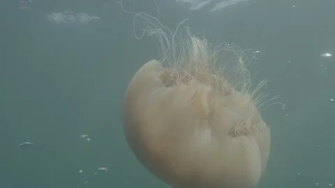 Swimming jellyfish Stock Footage 108714068