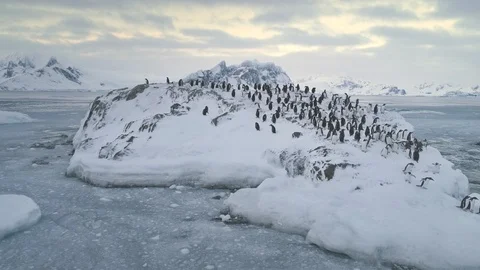 Swimming, jumping penguin colony. Antarctica. Stock Footage