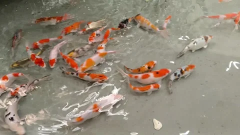 Swimming koi fish Stock Footage 274397163