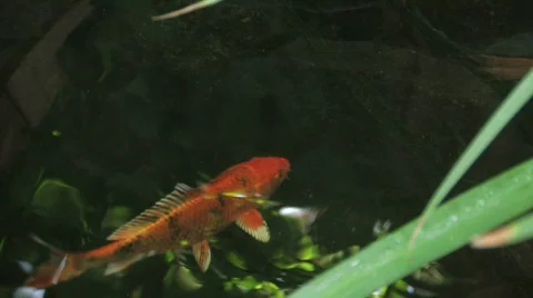 Swimming Koi Video stock 449649
